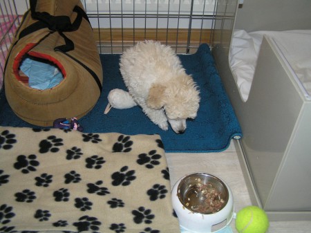 17.12.2018 Dneska mám 2 měsíce, odvezli mne jinam...